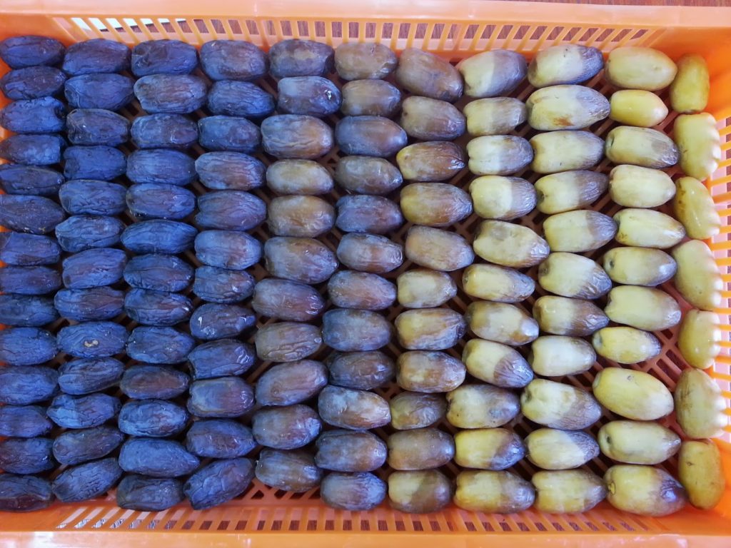 Medjool date in ripening stages